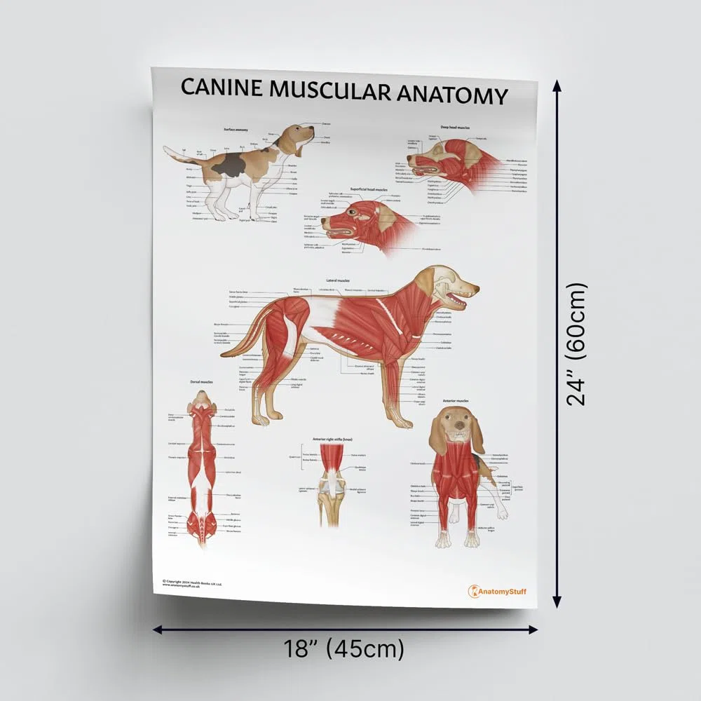 Canine Anatomy Poster-Kollektion, 45 x 60 cm, Hunde-Anatomisches Diagramm, 3 Stück