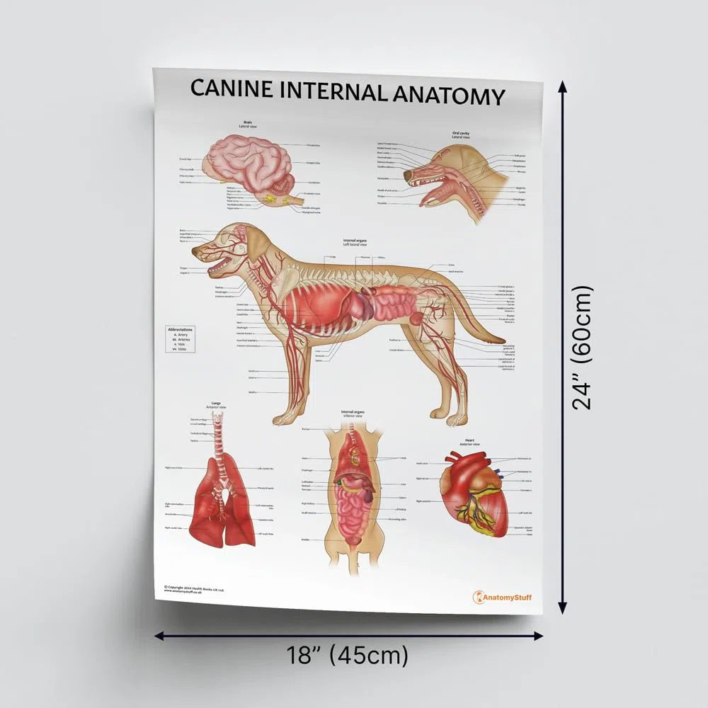 Canine Anatomy Poster-Kollektion, 45 x 60 cm, Hunde-Anatomisches Diagramm, 3 Stück