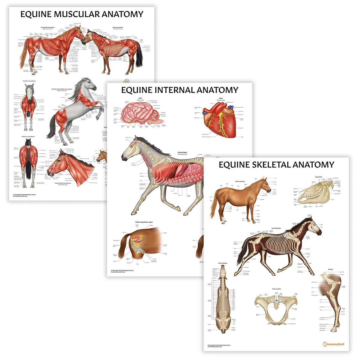 Equine Anatomy Poster-Kollektion, 45 x 60 cm, Pferde-Anatomisches Diagramm, Pferde-Biologie-Diagramm, 3 Stück