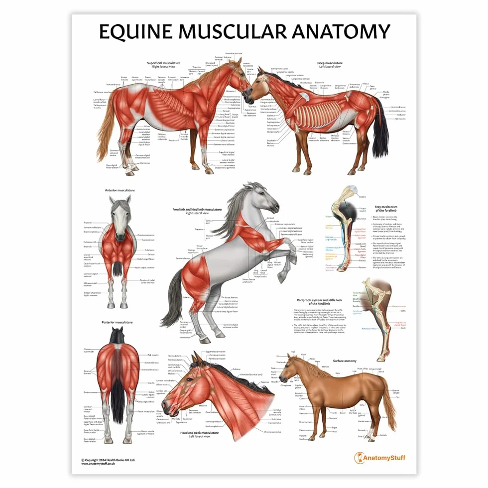 Equine Anatomy Poster-Kollektion, 45 x 60 cm, Pferde-Anatomisches Diagramm, Pferde-Biologie-Diagramm, 3 Stück