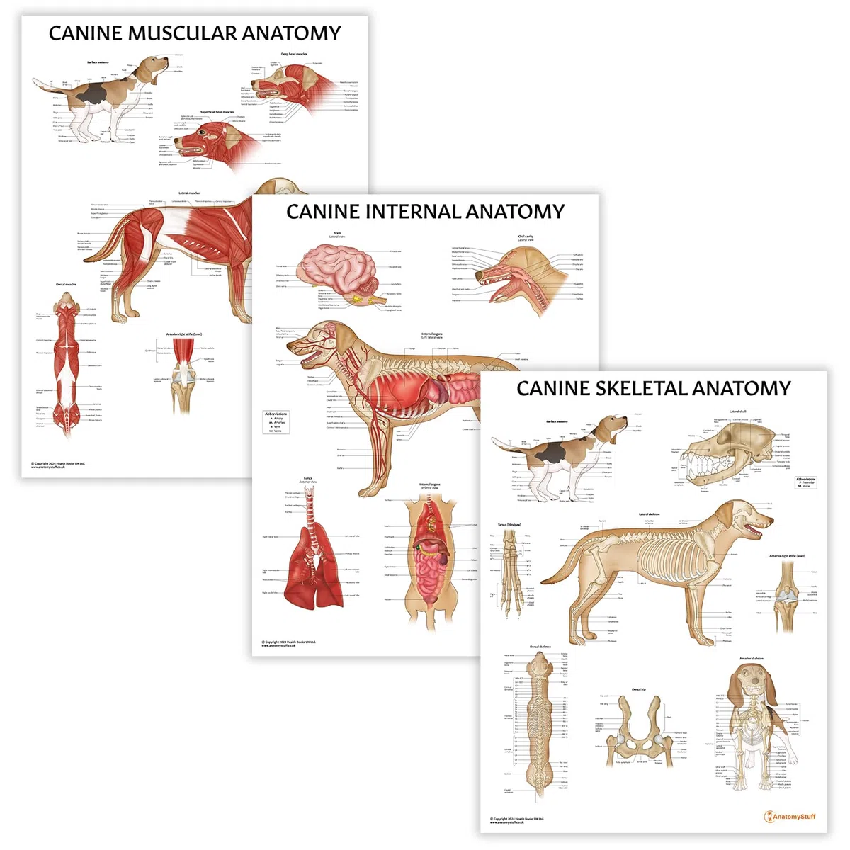 Canine Anatomy Poster-Kollektion, 45 x 60 cm, Hunde-Anatomisches Diagramm, 3 Stück