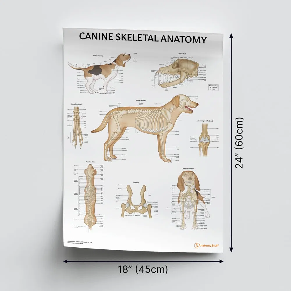 Canine Anatomy Poster-Kollektion, 45 x 60 cm, Hunde-Anatomisches Diagramm, 3 Stück