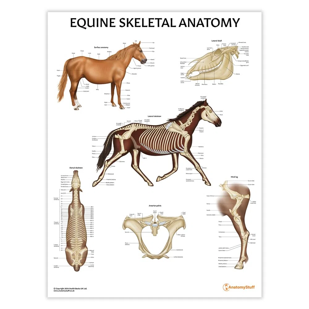 Equine Anatomy Poster-Kollektion, 45 x 60 cm, Pferde-Anatomisches Diagramm, Pferde-Biologie-Diagramm, 3 Stück