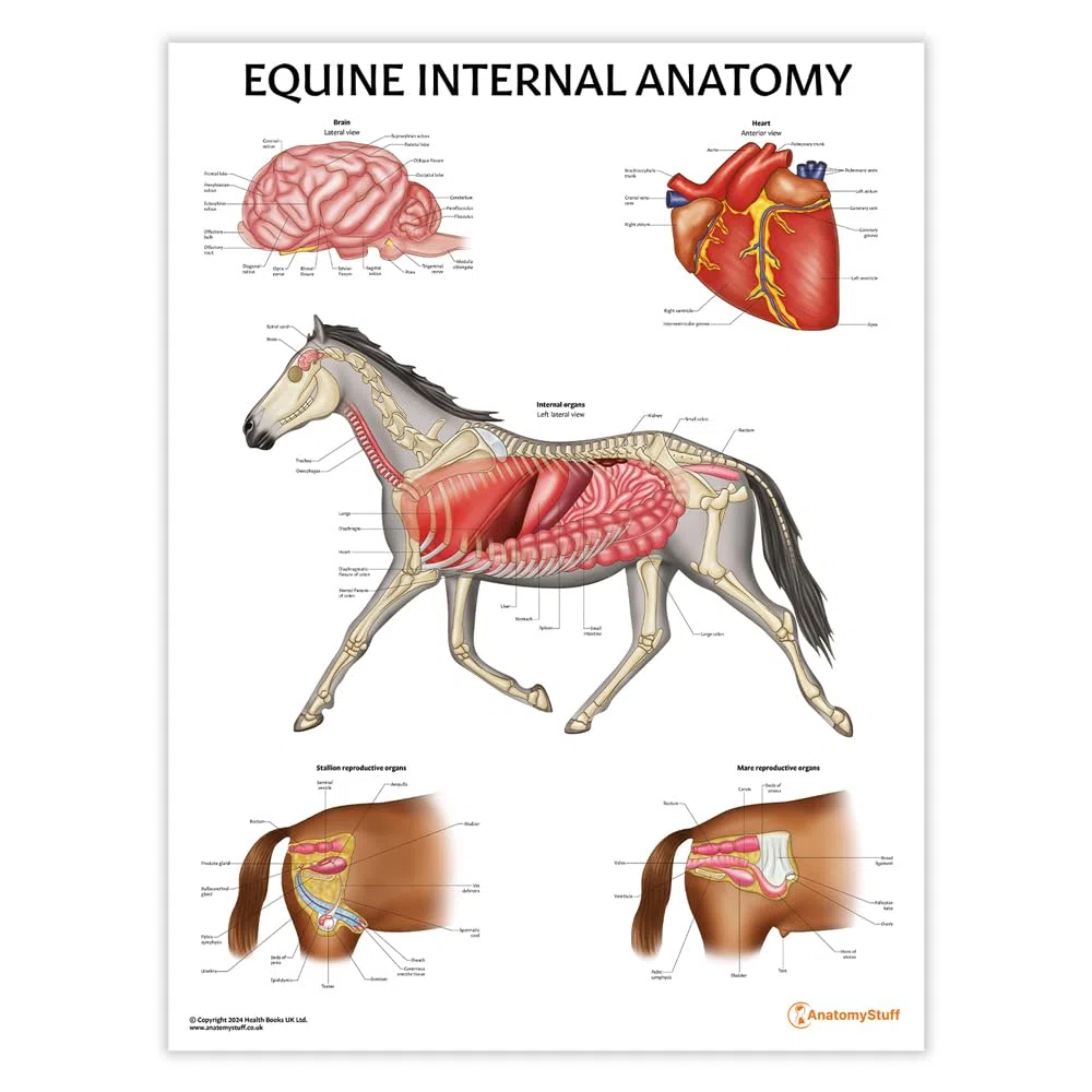 Equine Anatomy Poster-Kollektion, 45 x 60 cm, Pferde-Anatomisches Diagramm, Pferde-Biologie-Diagramm, 3 Stück