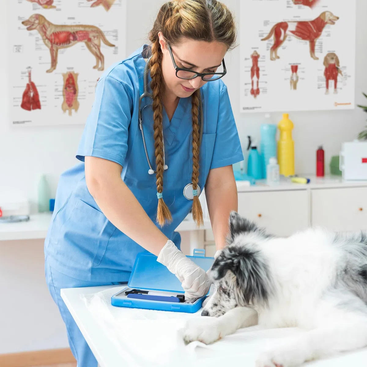 Canine Anatomy Poster-Kollektion, 45 x 60 cm, Hunde-Anatomisches Diagramm, 3 Stück